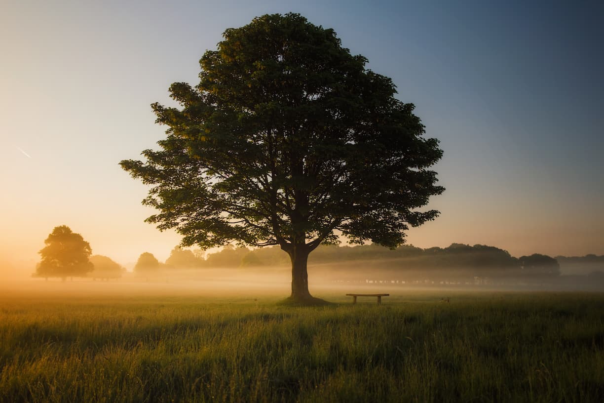 Photograph of a large deciduous tree in Richmond Park. The photographer, Simon Wilkes, commented: Perhaps one the best vantage points in Richmond Park, London. This bench is perfectly placed beneath a lonely tree, giving a clear view of the open fields and woodlands in every direction. In the early morning mist there’s a certain melancholy about the place - you could sit and ponder life here, without a care in the world.